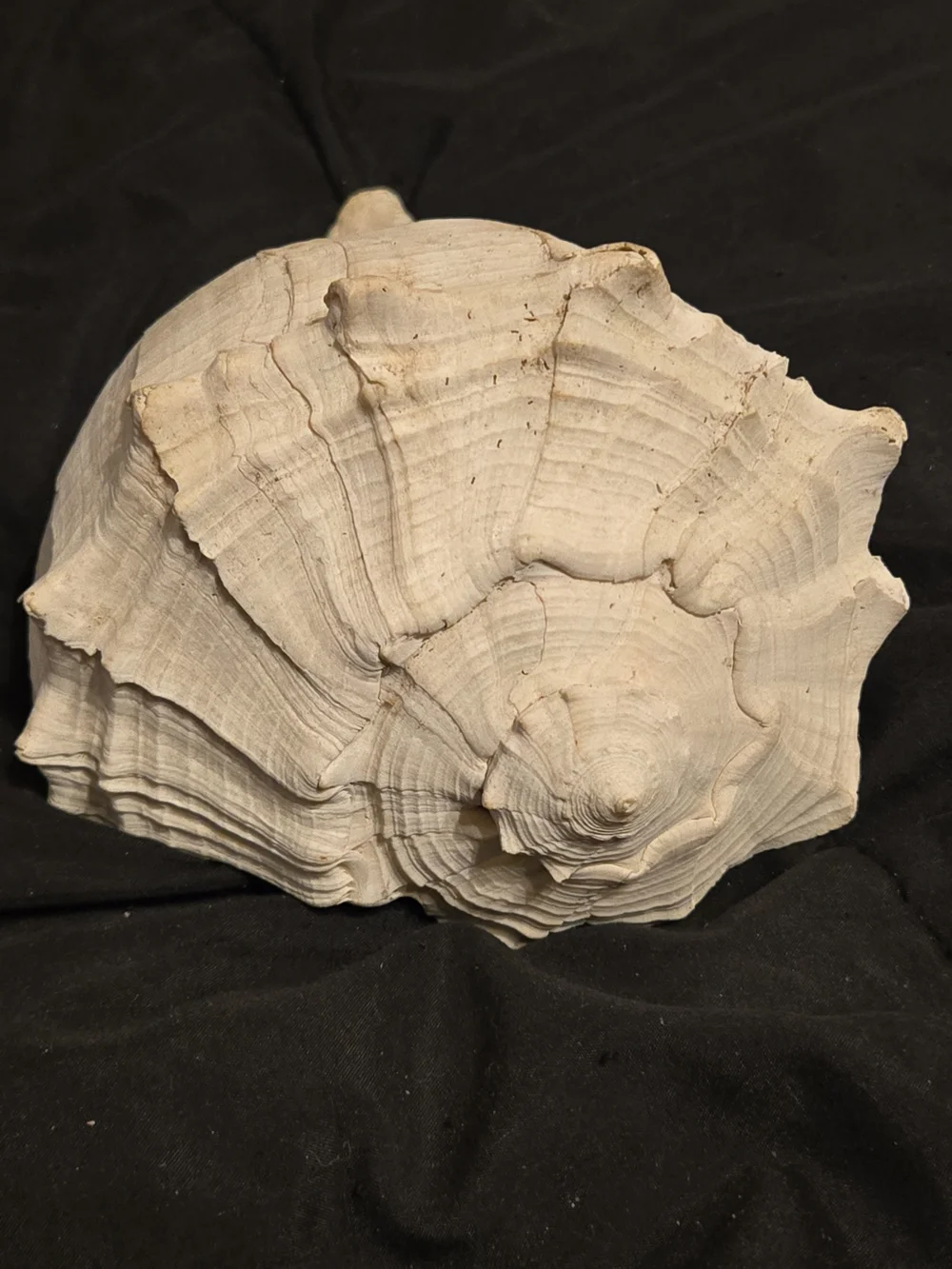 Natural Cream Shell Hide for Reptile Habitats - Decorative Terrarium Shelter